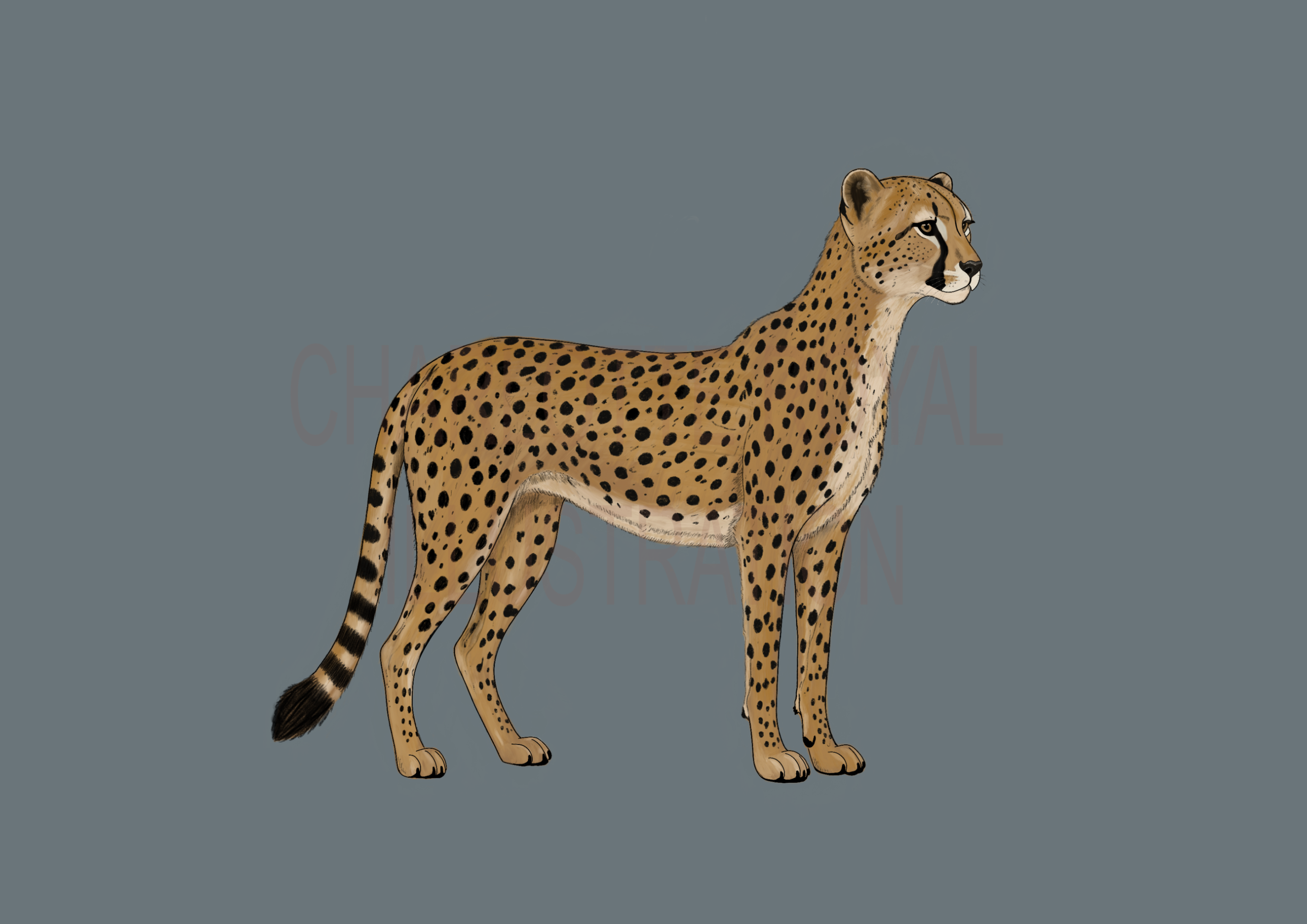 Cheetah in Blue