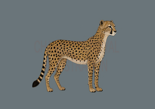 Cheetah in Blue