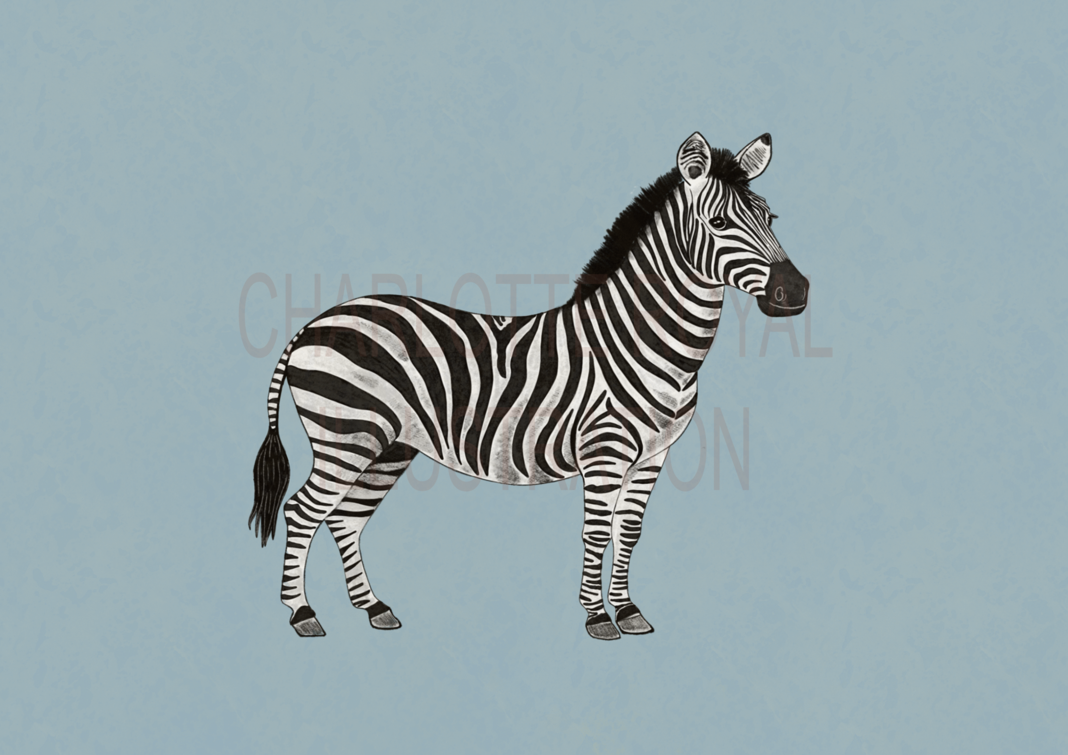 Zebra In Blue