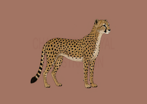 Cheetah